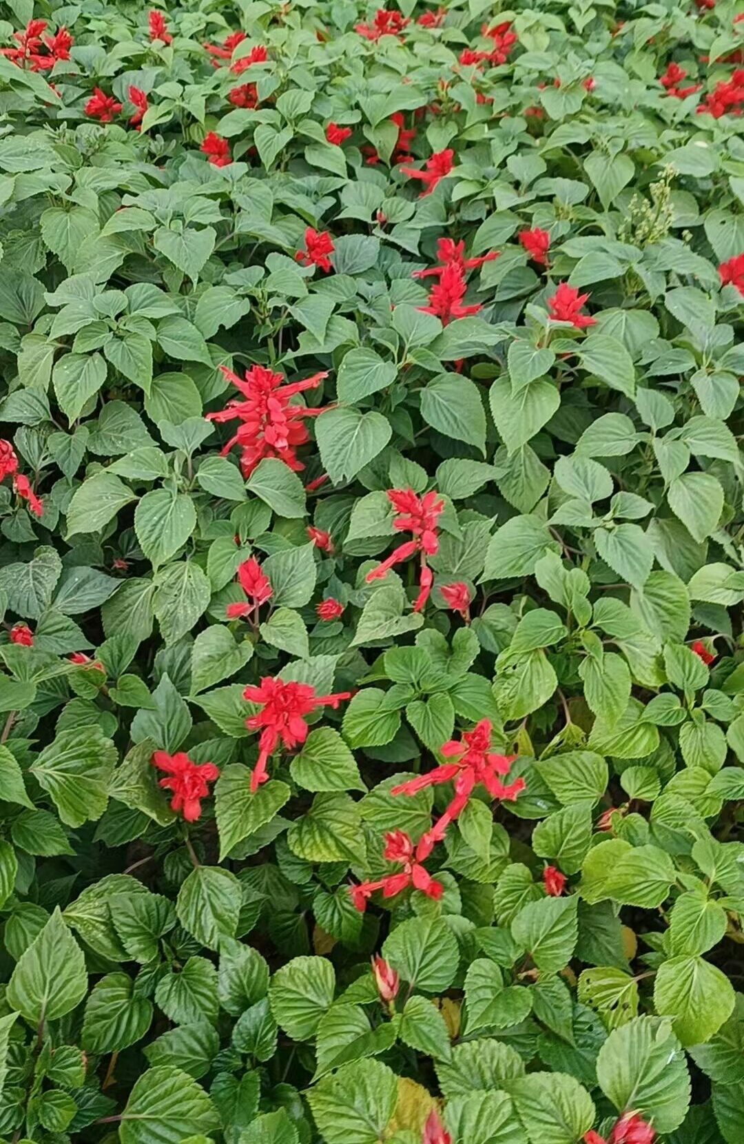一串红