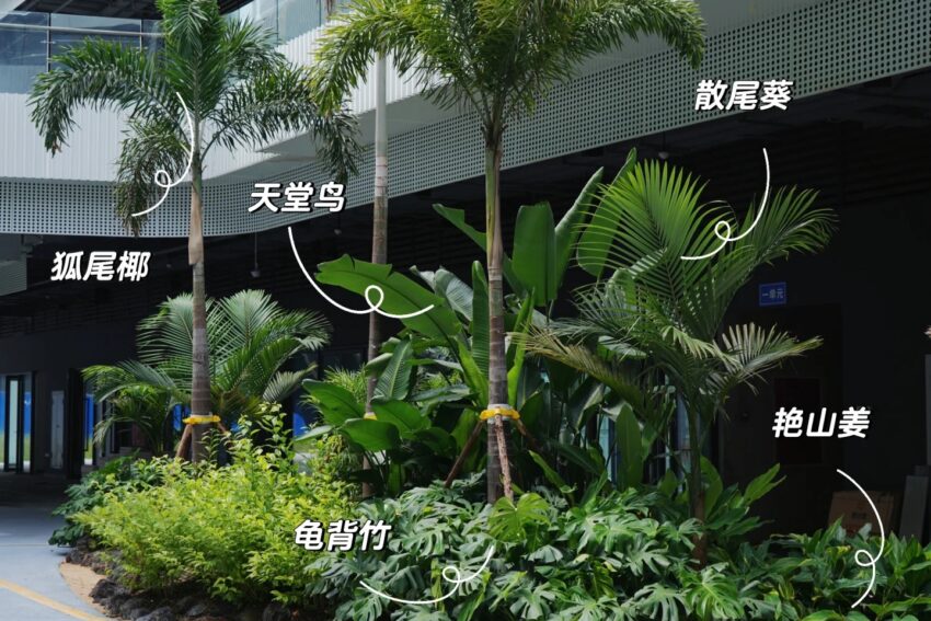 园林植物配置